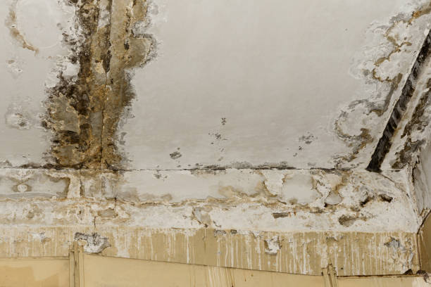 Wesleyville, PA Mold Remediation Company